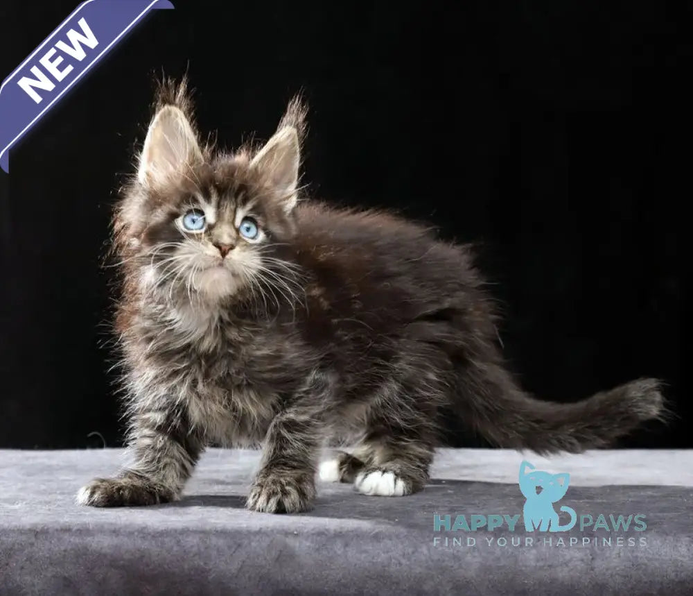 Petra Maine Coon female black tabby with white live animals