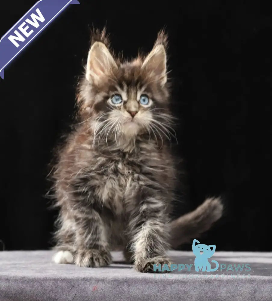Petra Maine Coon female black tabby with white live animals