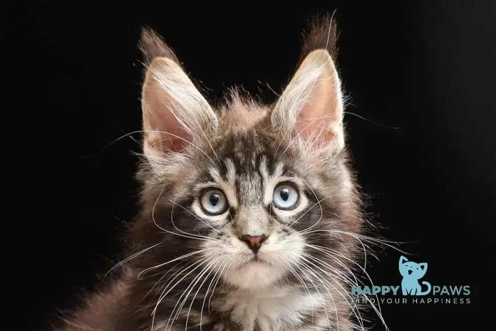 Petra Maine Coon female black tabby with white live animals