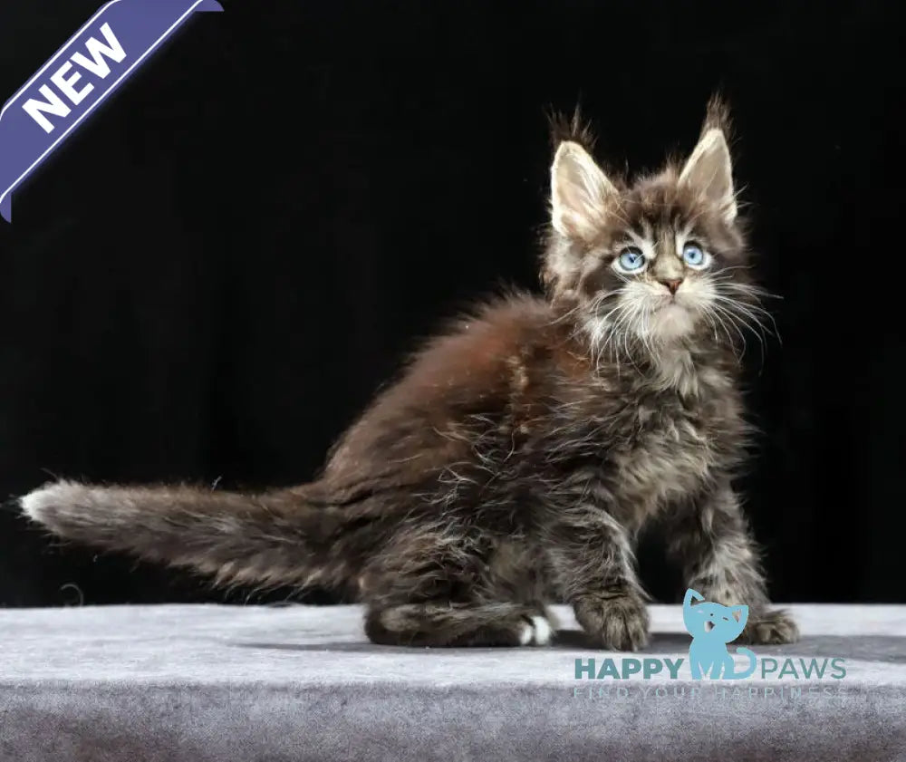 Petra Maine Coon female black tabby with white live animals