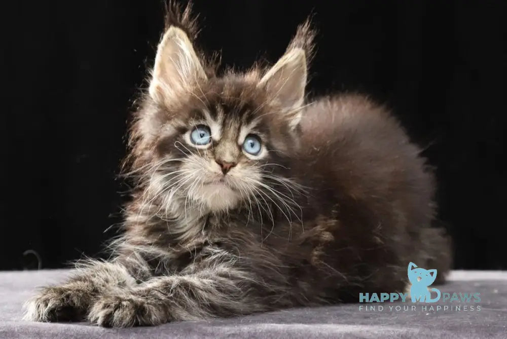 Petra Maine Coon female black tabby with white live animals