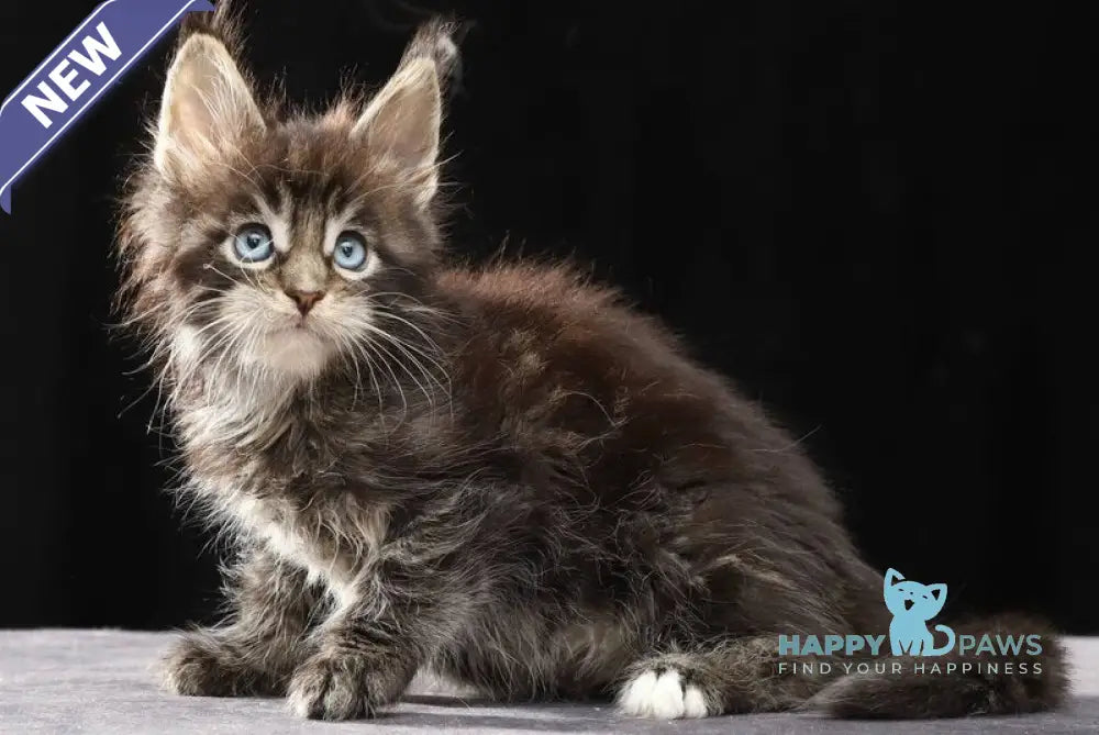 Petra Maine Coon female black tabby with white live animals