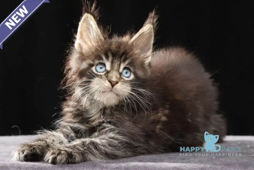 Petra Maine Coon female black tabby with white live animals