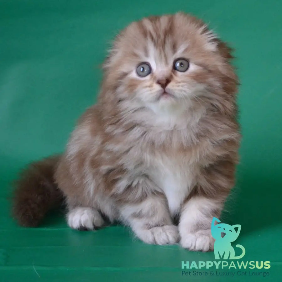 Petra Scottish Fold female chocolate silver tabby - live animals