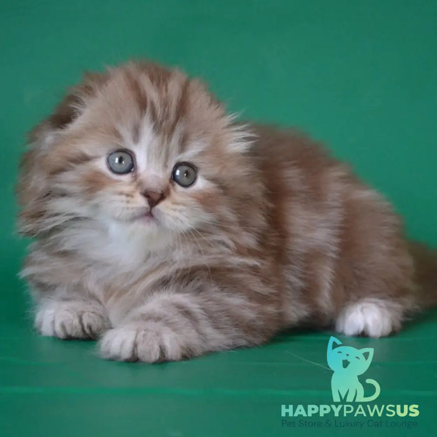 Petra Scottish Fold female chocolate silver tabby - live animals