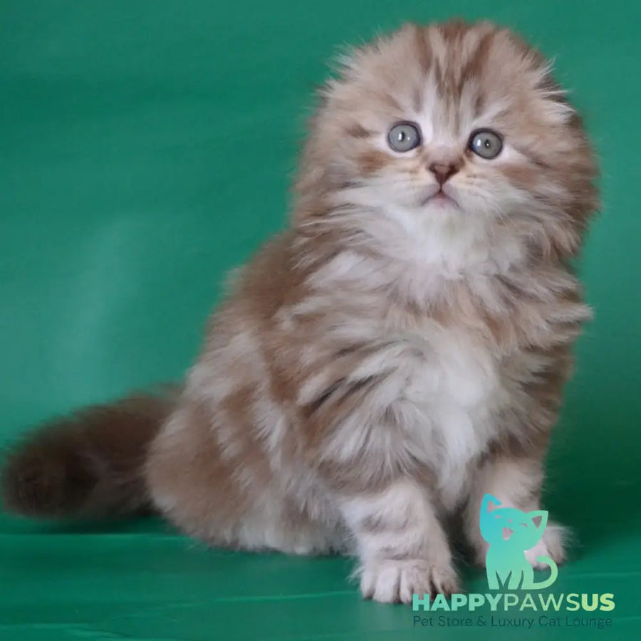 Petra Scottish Fold female chocolate silver tabby - live animals