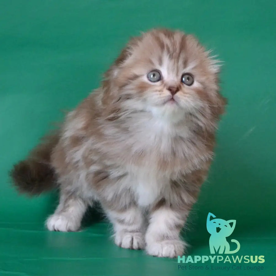 Petra Scottish Fold female chocolate silver tabby - live animals