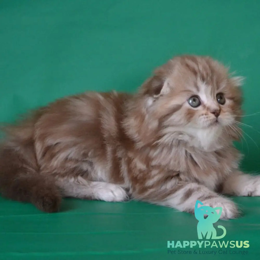 Petra Scottish Fold female chocolate silver tabby - live animals