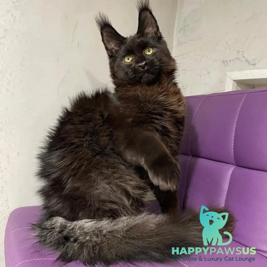 Petrovich Maine Coon male black - live animals