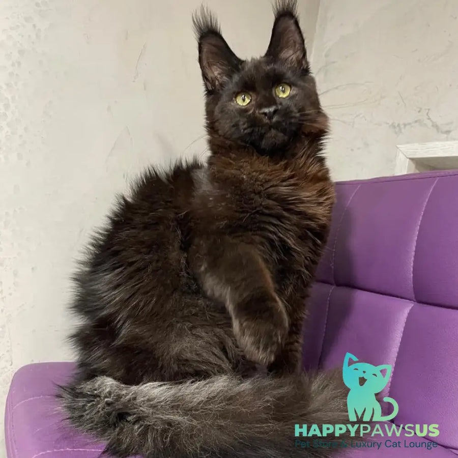 Petrovich Maine Coon male black - live animals