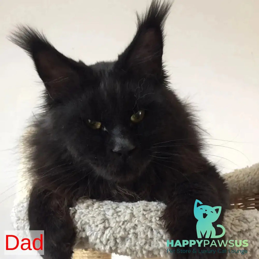 Petrovich Maine Coon male black - live animals