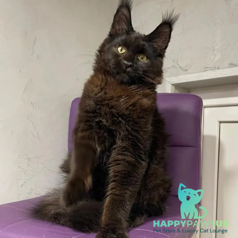 Petrovich Maine Coon male black - live animals