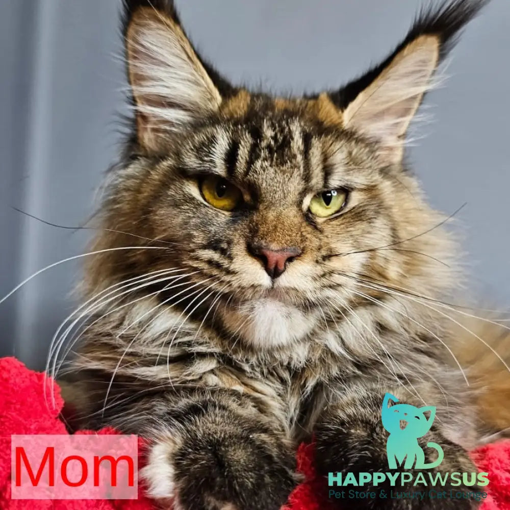 Petrovich Maine Coon male black - live animals