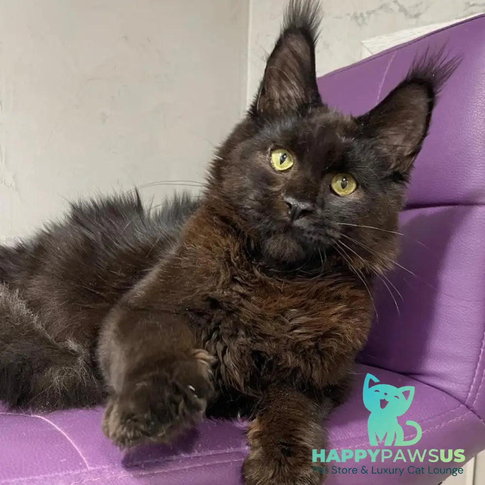 Petrovich Maine Coon male black - live animals