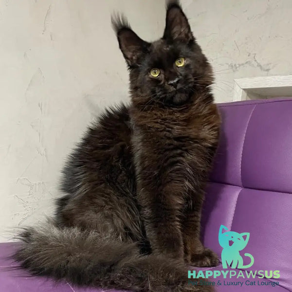 Petrovich Maine Coon male black - live animals