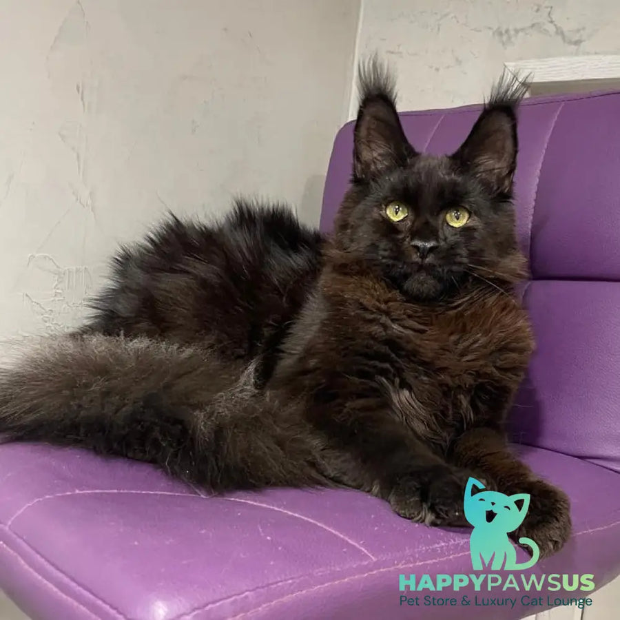 Petrovich Maine Coon male black - live animals