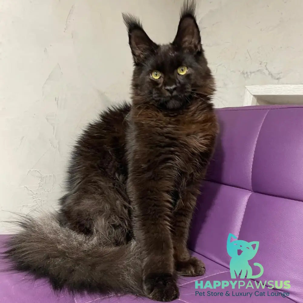 Petrovich Maine Coon male black - live animals