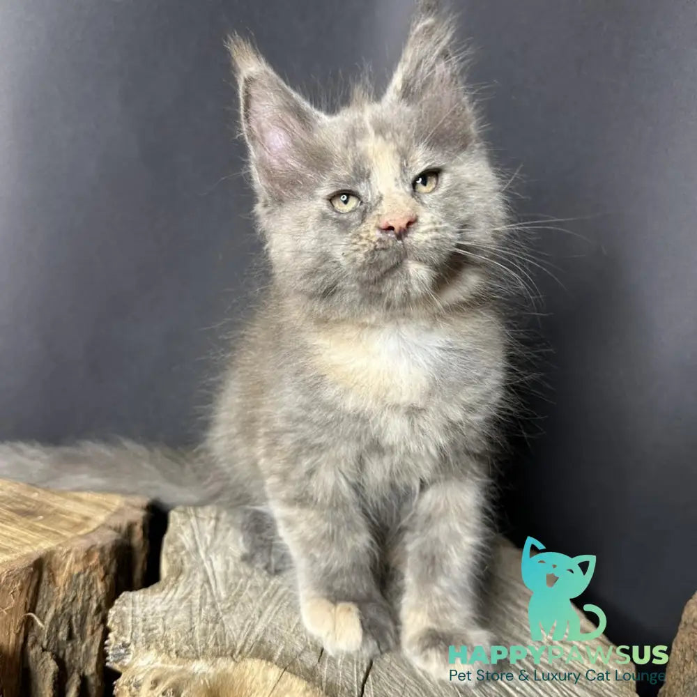 Petunia Maine Coon female blue tortie with white - live animals