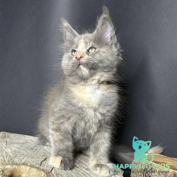 Petunia Maine Coon female blue tortie with white - live animals