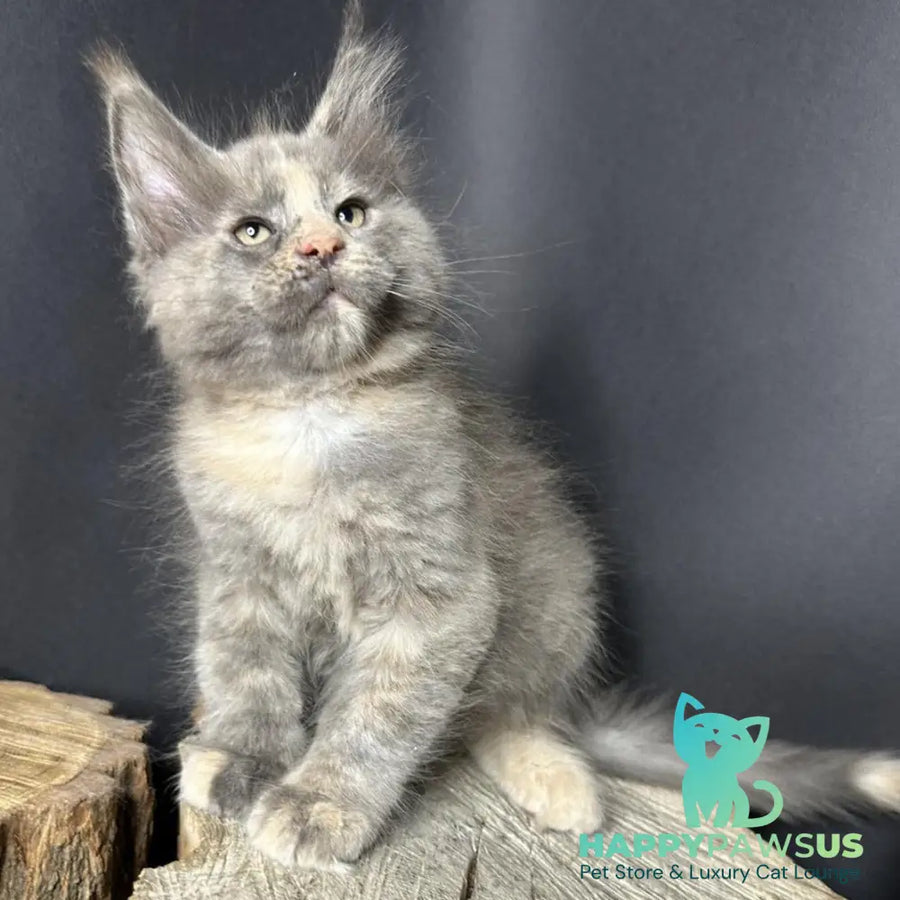 Petunia Maine Coon female blue tortie with white - live animals