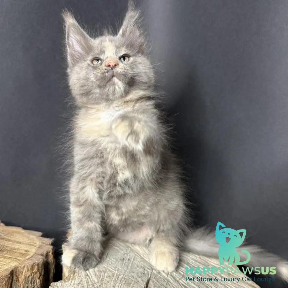 Petunia Maine Coon female blue tortie with white - live animals