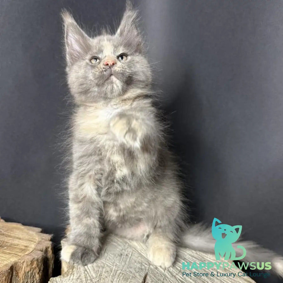 Petunia Maine Coon female blue tortie with white - live animals