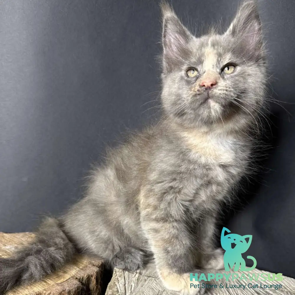 Petunia Maine Coon female blue tortie with white - live animals