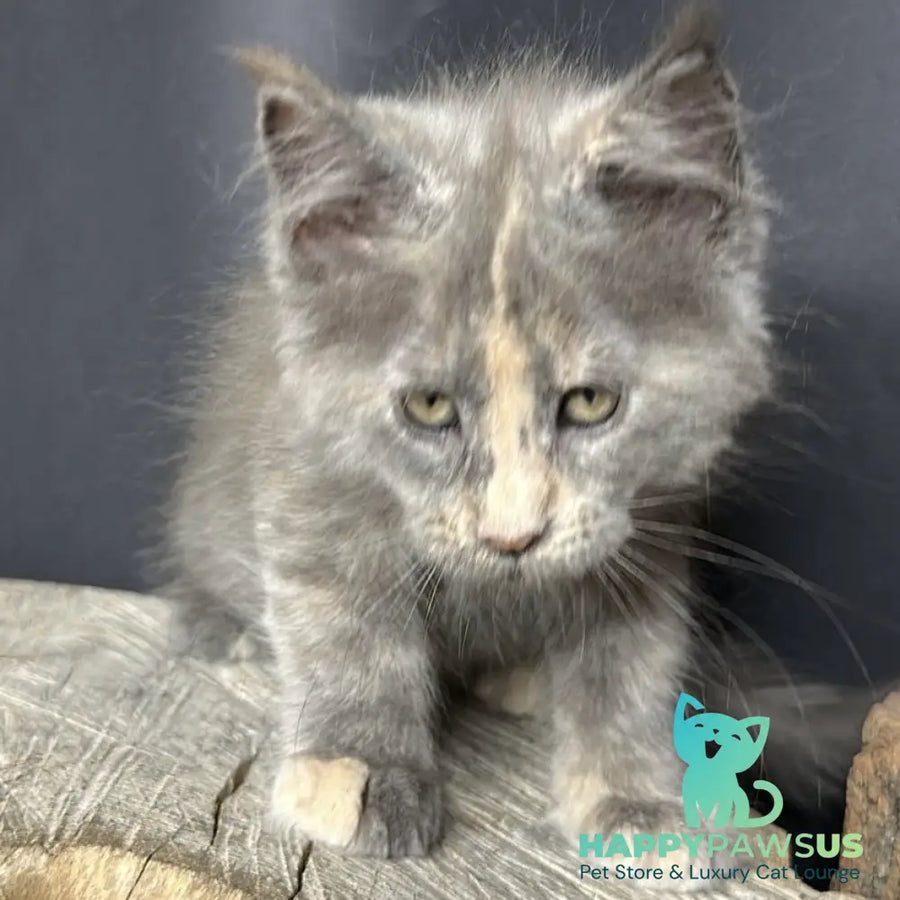Petunia Maine Coon female blue tortie with white - live animals