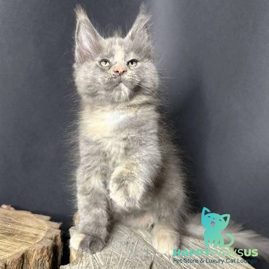 Petunia Maine Coon female blue tortie with white - live animals