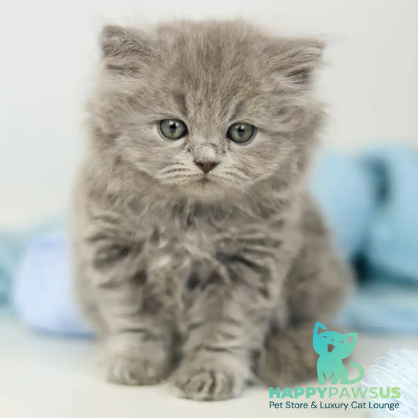 Pevana British Longhair female blue - live animals