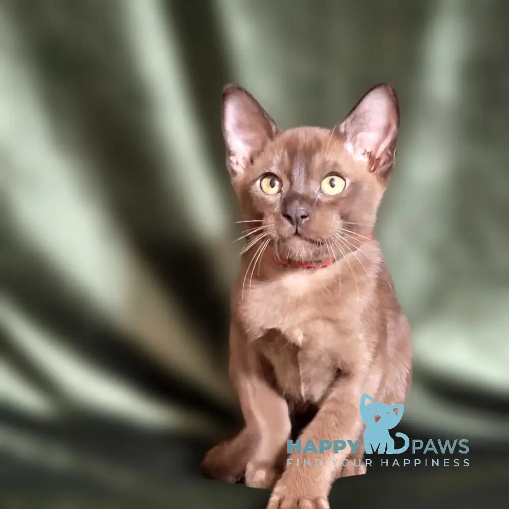 Phantom Burmese male black live animals