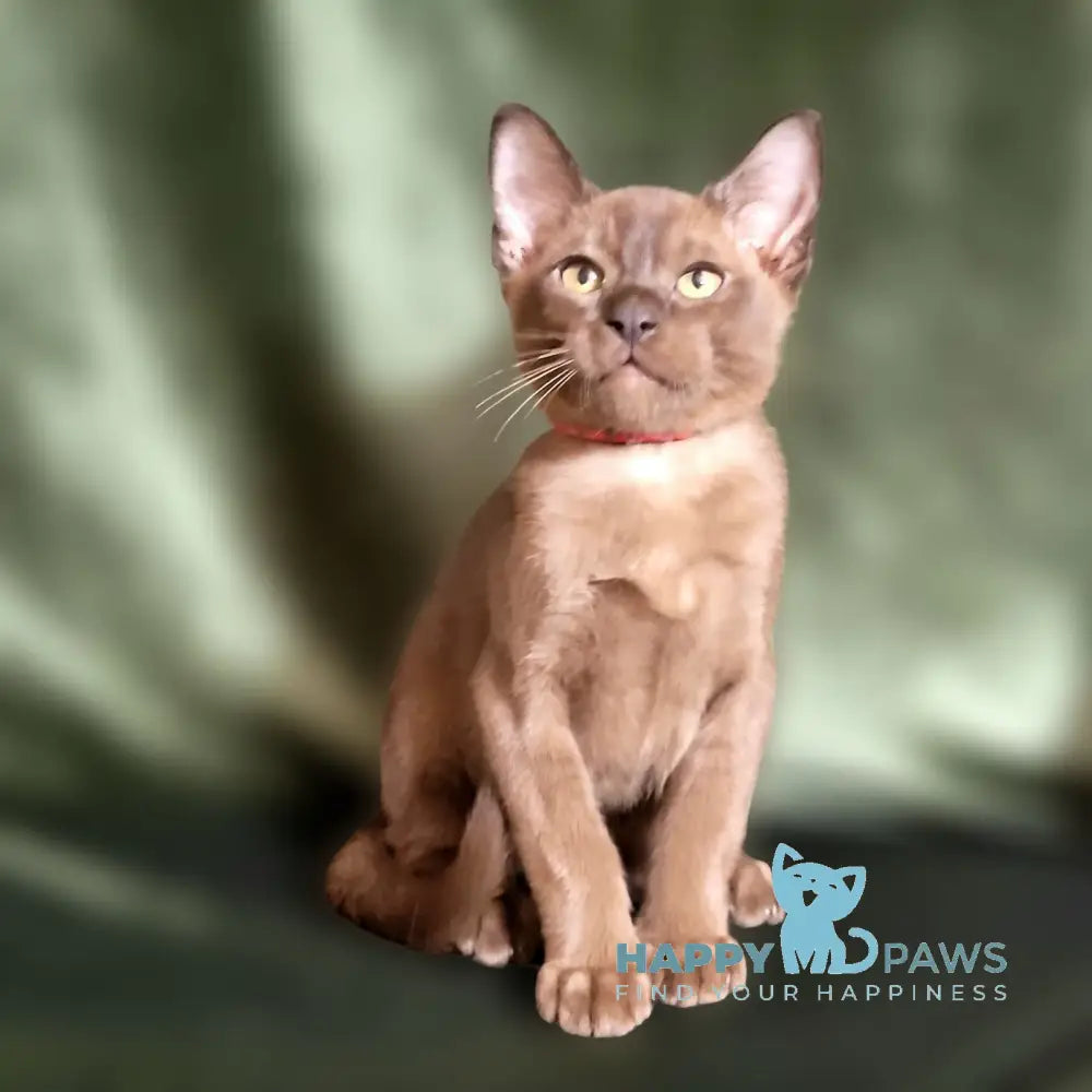 Phantom Burmese male black live animals