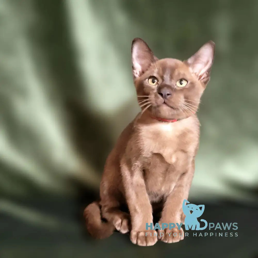 Phantom Burmese male black live animals