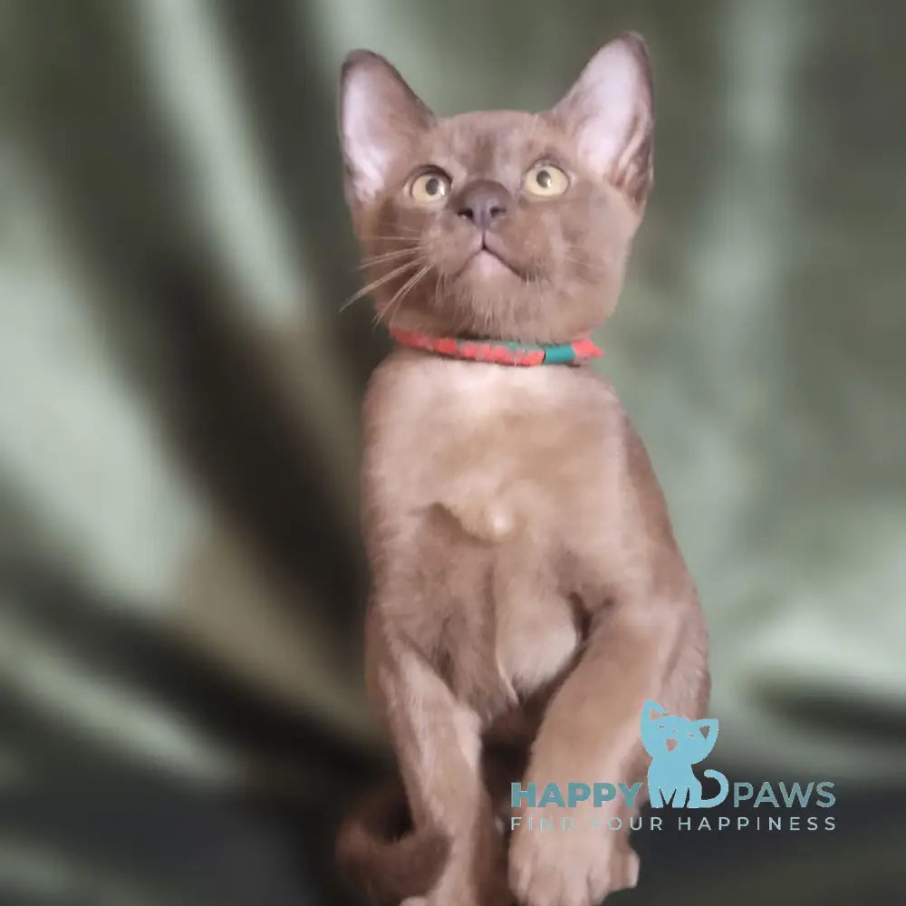 Phantom Burmese male black live animals