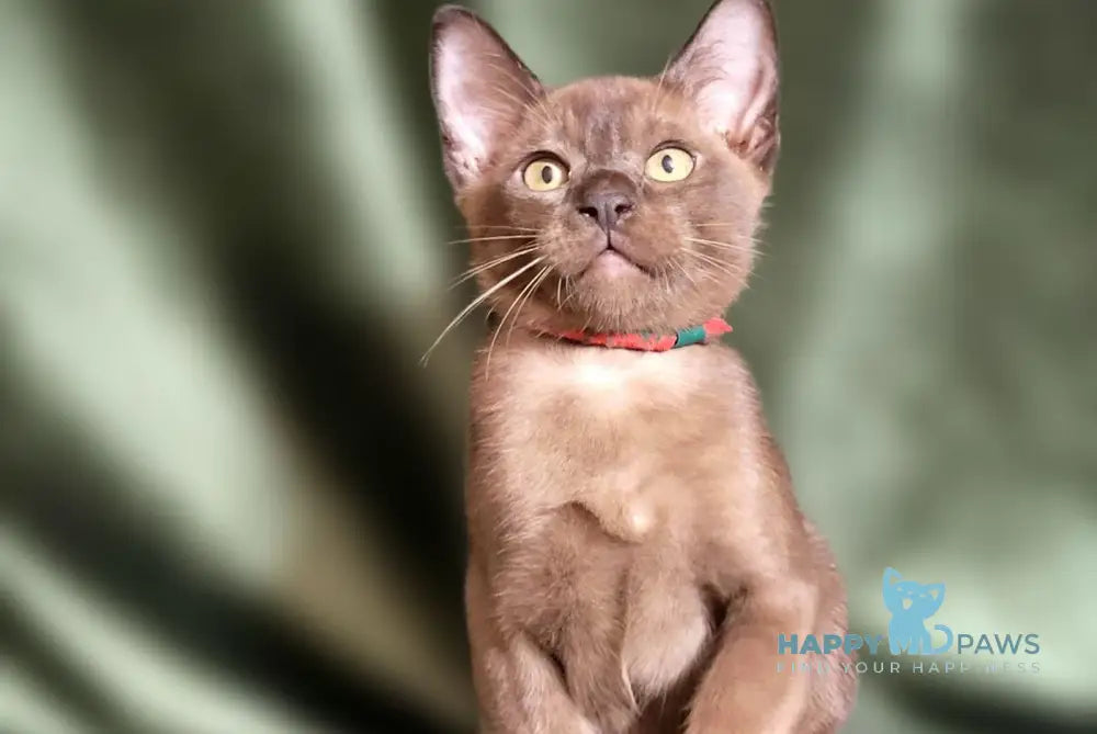 Phantom Burmese male black live animals