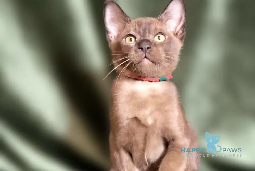 Phantom Burmese male black live animals