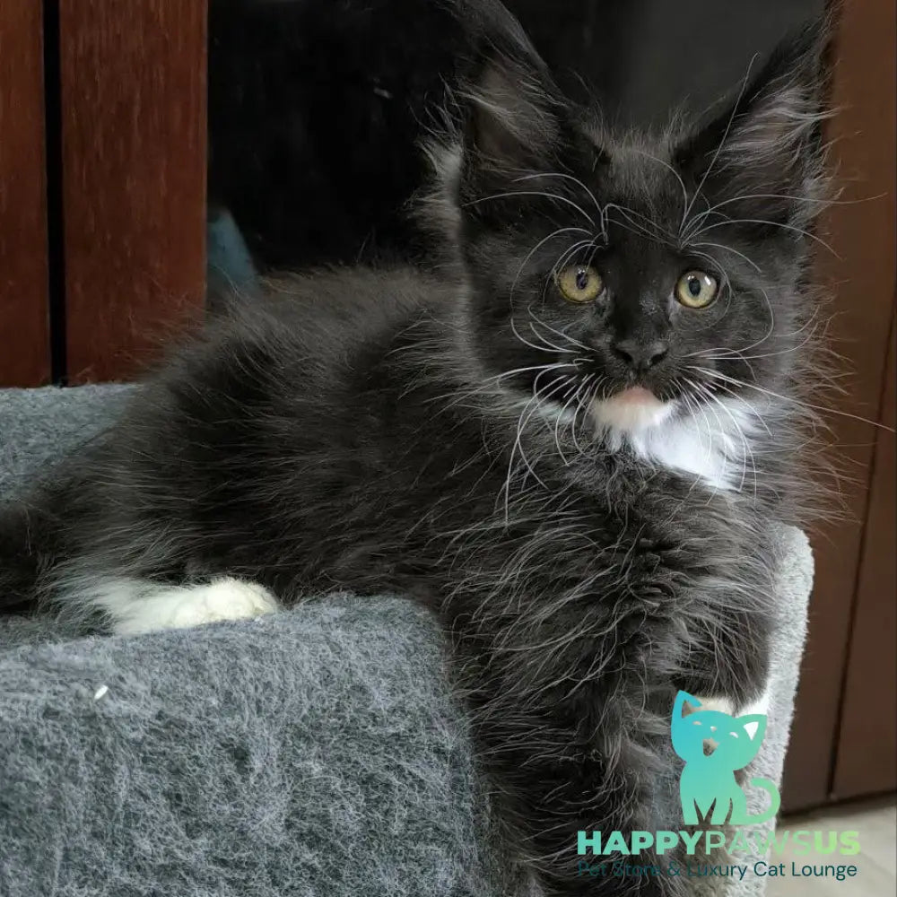 Phantom Maine Coon male black bicolour - live animals