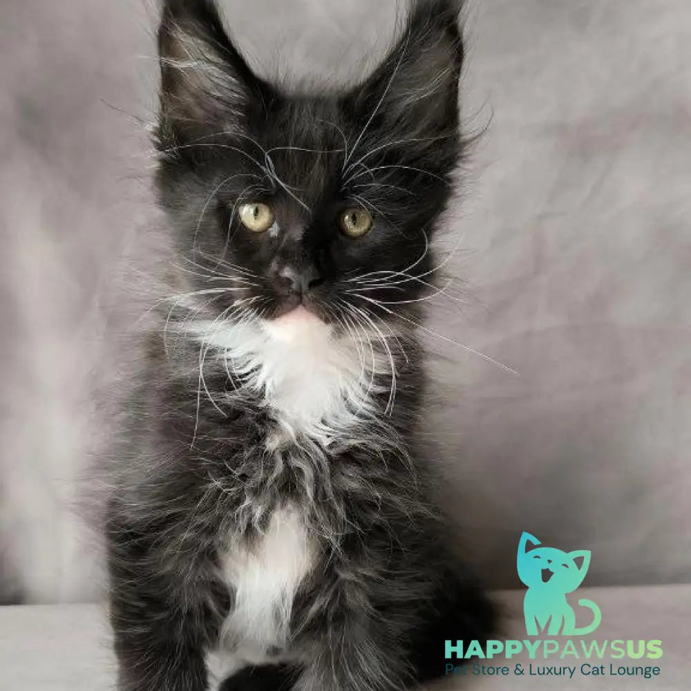 Phantom Maine Coon male black bicolour - live animals