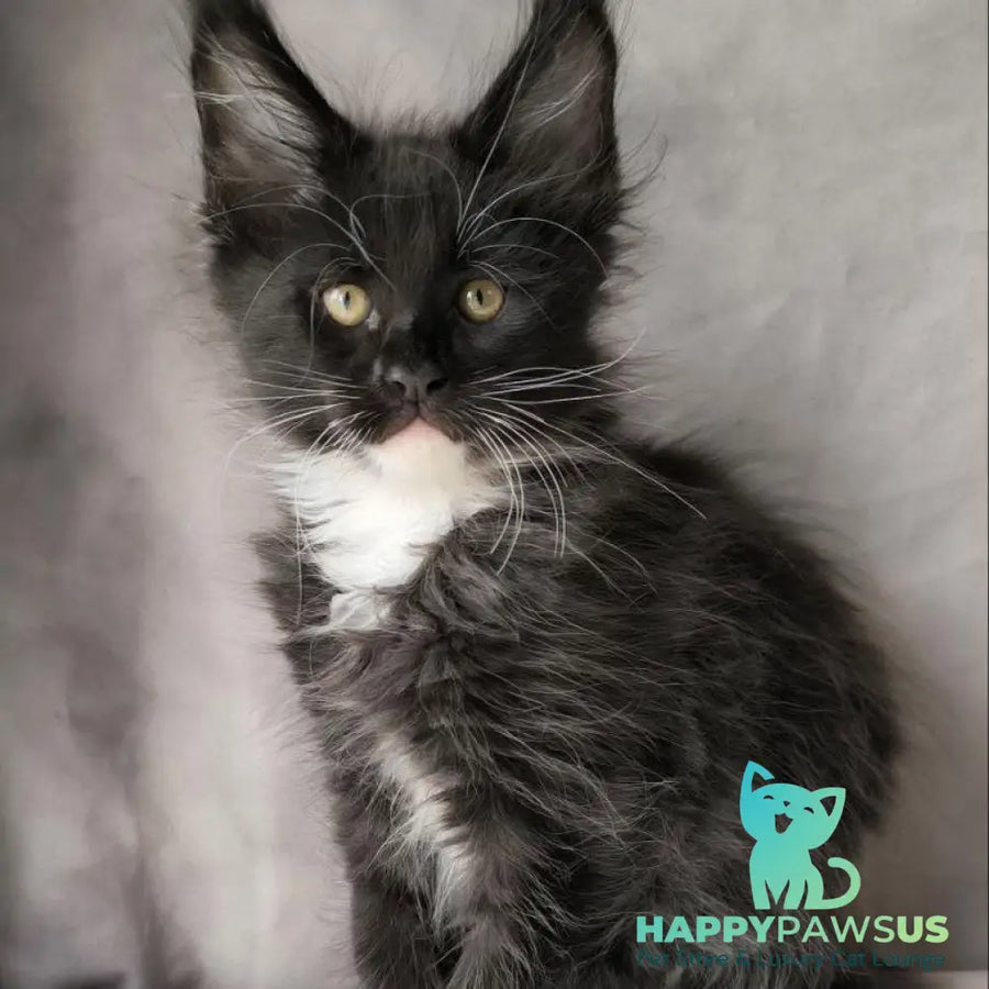 Phantom Maine Coon male black bicolour - live animals