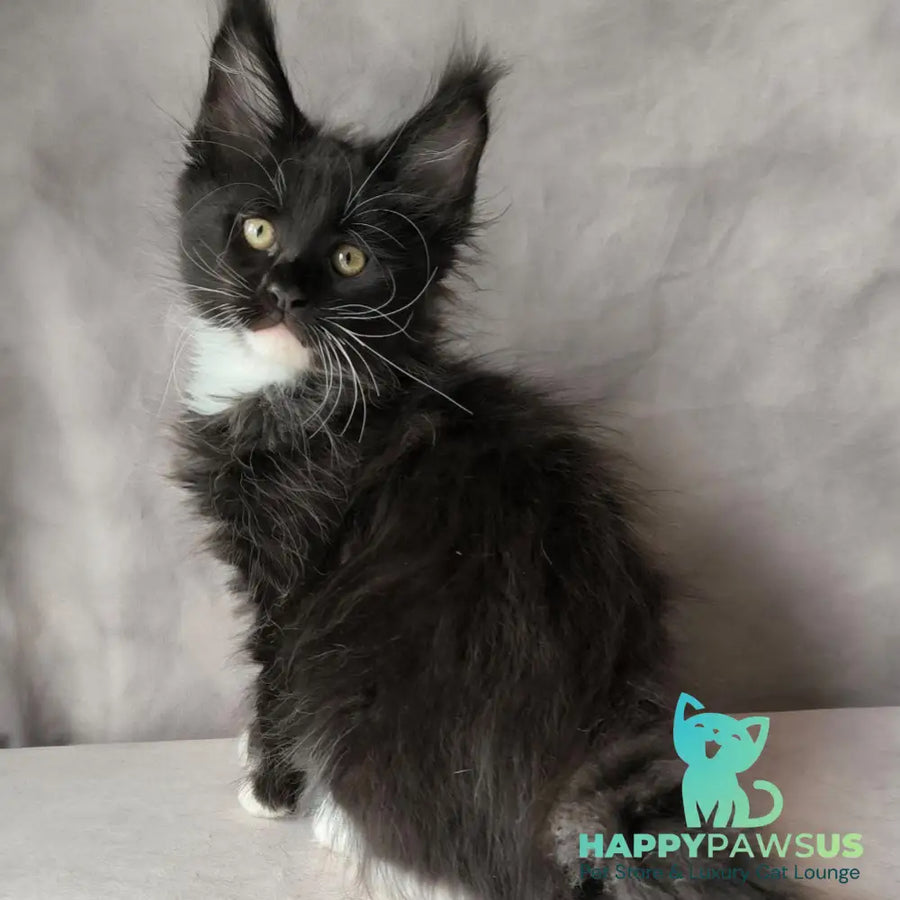 Phantom Maine Coon male black bicolour - live animals