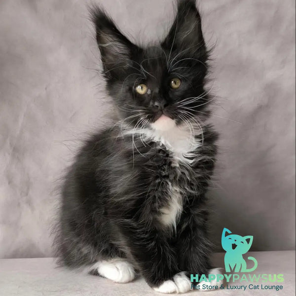 Phantom Maine Coon male black bicolour - live animals
