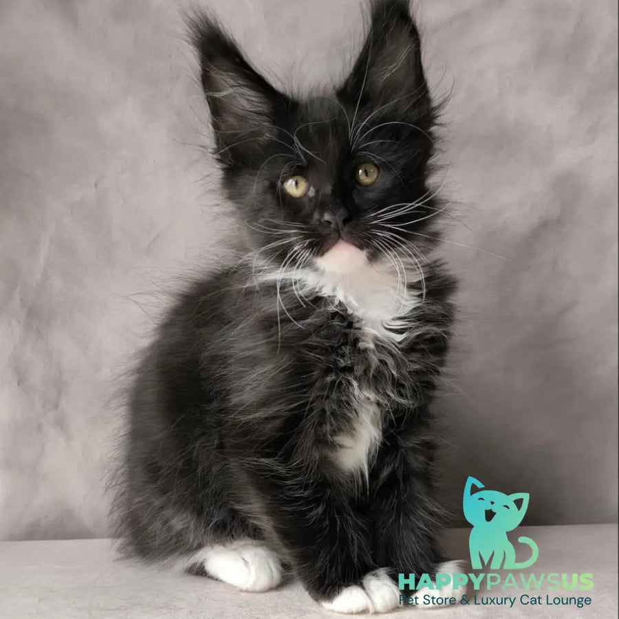 Phantom Maine Coon male black bicolour - live animals