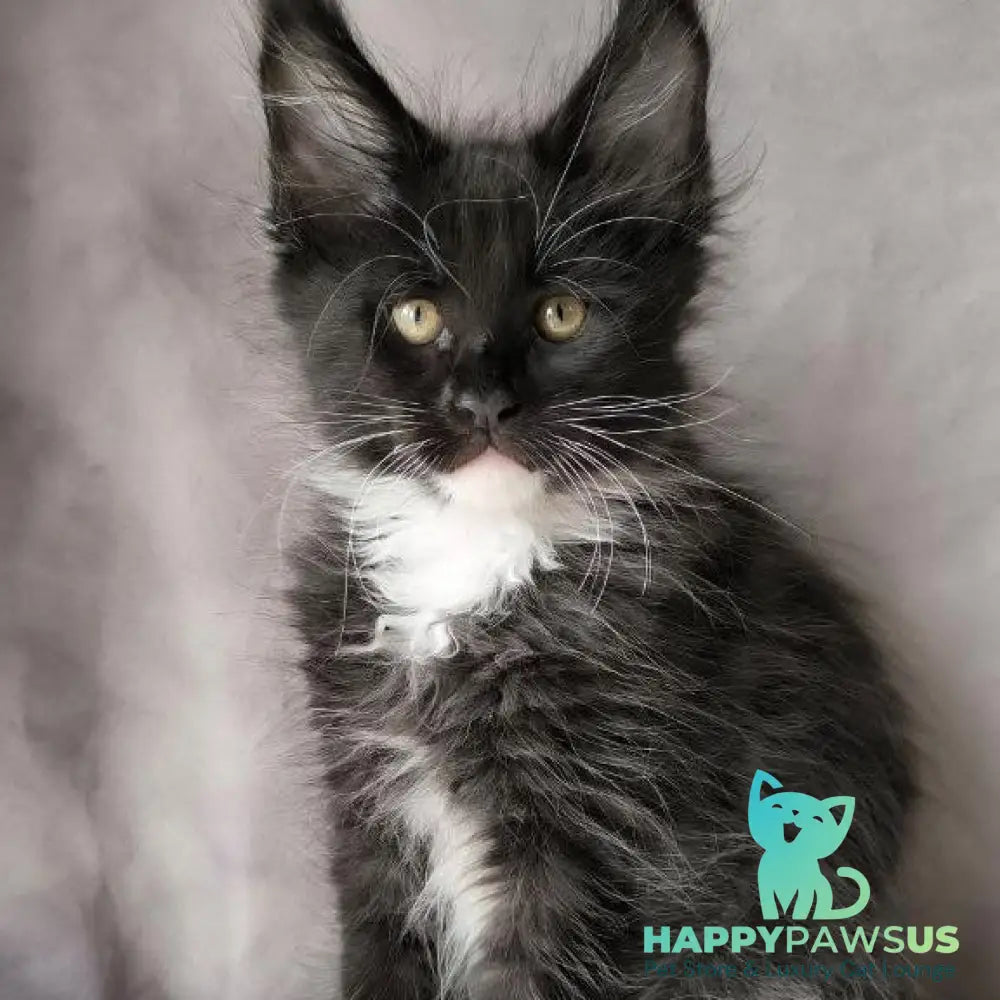 Phantom Maine Coon male black bicolour - live animals