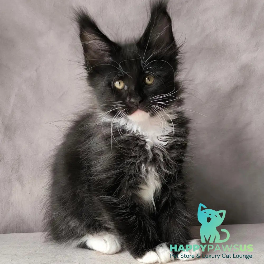 Phantom Maine Coon male black bicolour - live animals