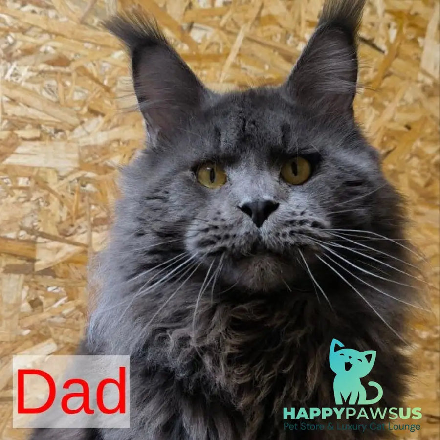 Phantom Maine Coon male black bicolour - live animals