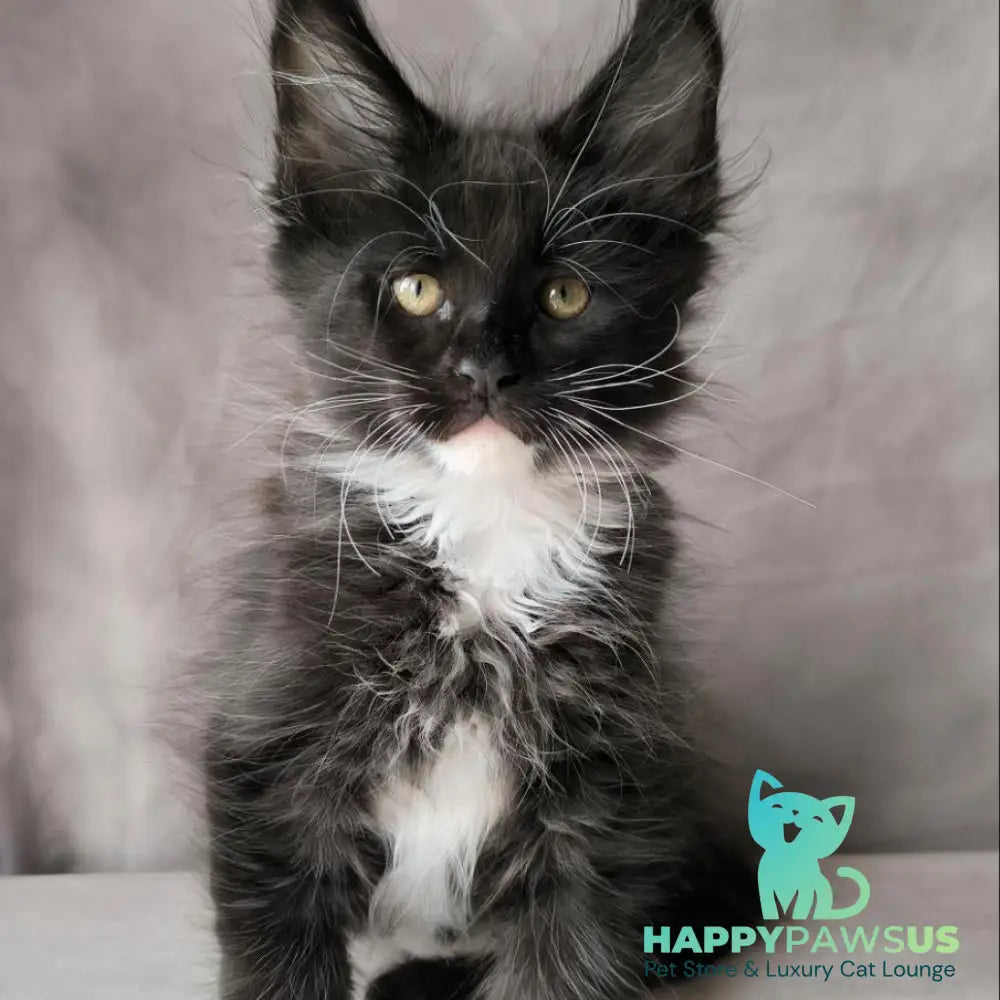 Phantom Maine Coon male black bicolour - live animals