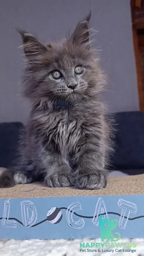 Phantom Maine Coon male blue - live animals