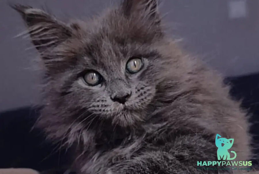 Phantom Maine Coon male blue - live animals
