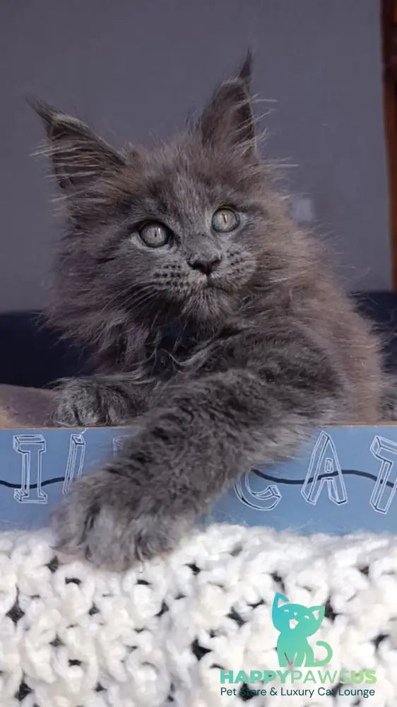 Phantom Maine Coon male blue - live animals