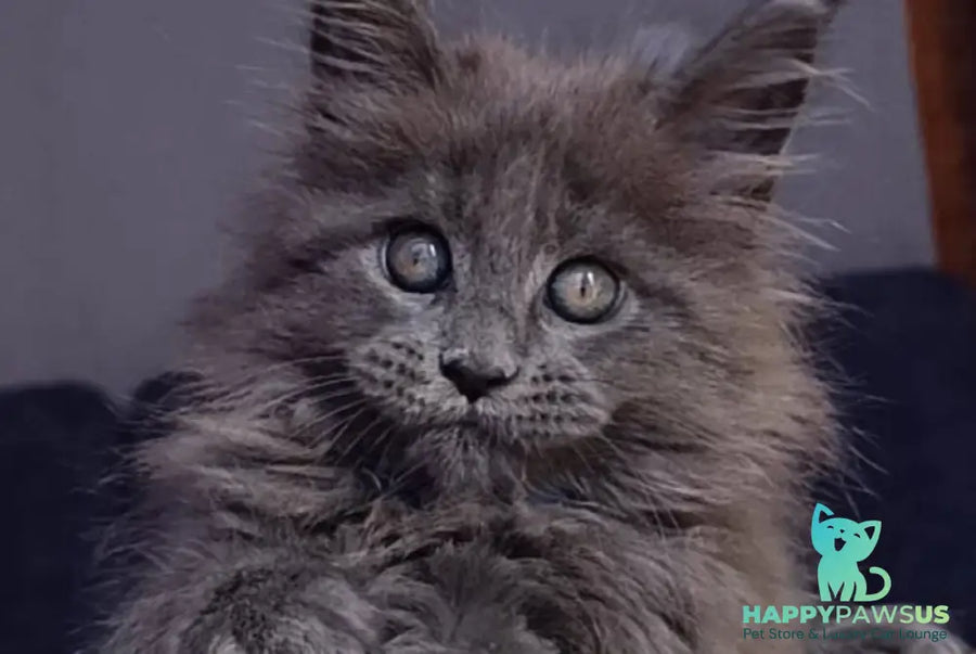 Phantom Maine Coon male blue - live animals